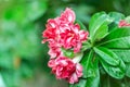 Beautiful Desert rose flower in the garden with blurry green leaf in the background, Mock azalea flowers Royalty Free Stock Photo