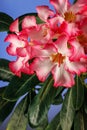 Beautiful Desert rose flower in the garden with blurry green leaf in the background, Mock azalea flowers, Impala lily flower Royalty Free Stock Photo