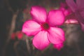 Beautiful Desert rose flower in the garden. Mock azalea flowers. Adenium obesum. Royalty Free Stock Photo