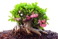 Beautiful Desert rose or Ping Bignonia Royalty Free Stock Photo