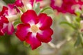 Beautiful Desert Rose Tropical flower in the garden Royalty Free Stock Photo