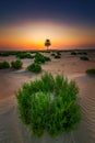Beautiful Desert Sunset background in Al Hasa Saudi Arabia Royalty Free Stock Photo