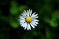 A beautiful detail on bellis perennis in the middle of meadow. White petals with yellow center Royalty Free Stock Photo