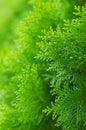 Beautiful detail of chinese arborvitae with bokeh