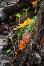 Beautiful detail close up of forest ground in fall season in vivid selective colors Royalty Free Stock Photo