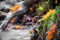 Beautiful detail close up of silky smooth satin soft river flowing in forest fall vivid selective colors Royalty Free Stock Photo