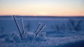 Detail of a frozen branch in a polar sunset