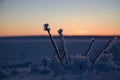 Detail of a frozen branch in a polar sunset