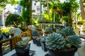 Beautiful detail grey green Kalanchoe, succulent plant, in black pot on white table with blurred garden background Royalty Free Stock Photo