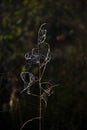 Beautiful detail landscape image of spider`s web in cold dew fro