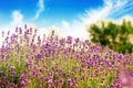 Beautiful detail of a lavender field Royalty Free Stock Photo