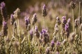 Beautiful detail of lavender field Royalty Free Stock Photo