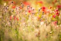 Beautiful Detail Of A Lavender Field Royalty Free Stock Photo