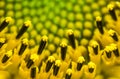 Beautiful detail macro close up of pistils of blooming yellow green head of sunflower, pattern abstract background Royalty Free Stock Photo
