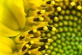 Beautiful detail macro close up of pistils of blooming yellow green head of sunflower, pattern abstract background Royalty Free Stock Photo