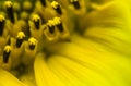 Beautiful detail macro close up of pistils of blooming yellow sunflower with petals, pattern abstract background Royalty Free Stock Photo