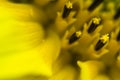 Beautiful detail macro close up of pistils of blooming yellow sunflower with petals, pattern abstract background Royalty Free Stock Photo
