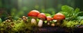 Beautiful detail of mushrooms. copy space for text