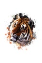 A beautiful detail in nature. Close-up portrait of a big strong tiger painted in watercolors...