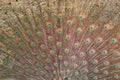 Peafowl feathers, Indian national bird Royalty Free Stock Photo