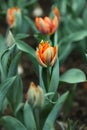 Beautiful Detail Orange Tulips in Garden with Bokeh Green Leafs. Royalty Free Stock Photo