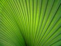 Beautiful detail of palm leave