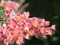 Beautiful pink blossom of horse-chestnut tree in the sunglight Royalty Free Stock Photo