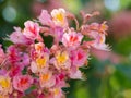 Beautiful pink blossom of horse-chestnut tree in the sunglight Royalty Free Stock Photo