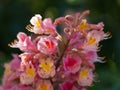 Beautiful pink blossom of horse-chestnut tree in the sunglight Royalty Free Stock Photo