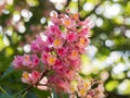 Beautiful pink blossom of horse-chestnut tree in the sunglight Royalty Free Stock Photo