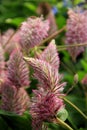 Beautiful detail of pink and purple flowers in garden