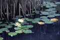 Pond with waterlilies in pest Royalty Free Stock Photo