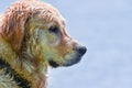 Beautiful detail profile of the head of a wet golden retriever dog after swimming