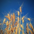 Beautiful detail of ripening wheat in a field. Natural colour background at sunset with blue sky