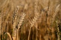 Beautiful detail of ripening wheat in a field. Natural colour background at sunset