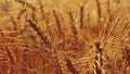 Beautiful detail of ripening wheat in a field. Natural colour background at sunset.