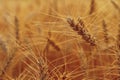 Beautiful detail of ripening wheat in a field. Natural colour background at sunset.