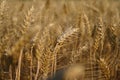 Beautiful detail of ripening wheat in a field. Natural colour background at sunset. Autumn harvest time.