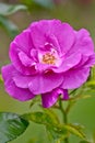 Beautiful rosa rhapsody in blue Royalty Free Stock Photo