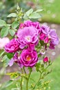 Beautiful rosa rhapsody in blue Royalty Free Stock Photo