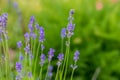 Beautiful detail of scented lavender flowers field in Provence France. Image for agriculture, perfume, cosmetics SPA Royalty Free Stock Photo