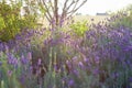 Beautiful detail of scented lavender flowers field Royalty Free Stock Photo