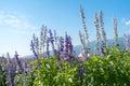 Beautiful detail of scented purple lavender flowers field and purple Royalty Free Stock Photo