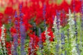 Beautiful detail of scented purple lavender flowers field and red flowers background in the garden,