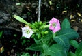 beautiful detail of tobacco flowers in pink, white, fresh green leaves in the garden. Nicotiana tabacum Royalty Free Stock Photo