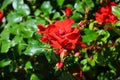 Beautiful detail of wild red rose bush taken in the summer with sun shining on the flowers Royalty Free Stock Photo