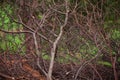 Small dried twigs of trees in the Indian jungle