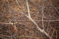 Small dried twigs of trees in the Indian jungle