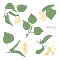 Beautiful detailed botanical drawings of linden green leaves and blooming yellow flowers. Hand drawn parts of flowering