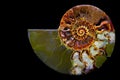 Close up of a half sliced ammonite fossil stone against dark background Royalty Free Stock Photo